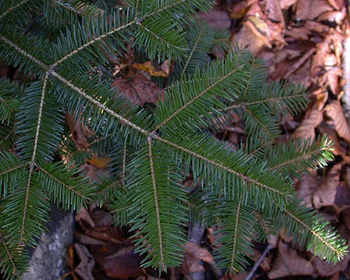 Balsam fir